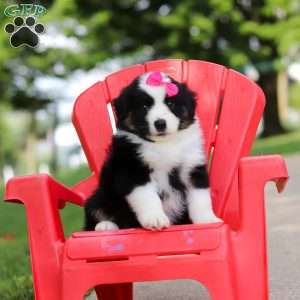 Cisco, Miniature Australian Shepherd Puppy